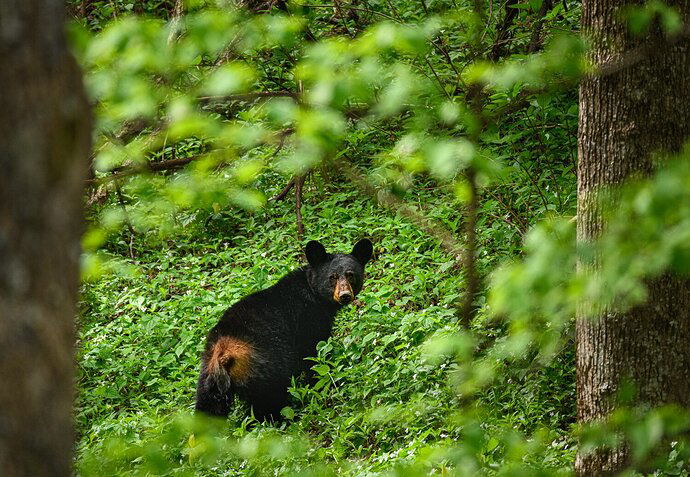 GSMNP_1094_April_16-_2021_CCLum