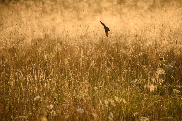 Sunrise on the Swallow Field