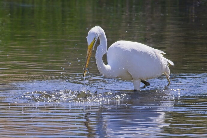 bird-_12A9986 copy