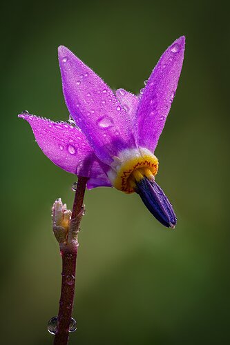 Shooting Star Portrait-3.jpg