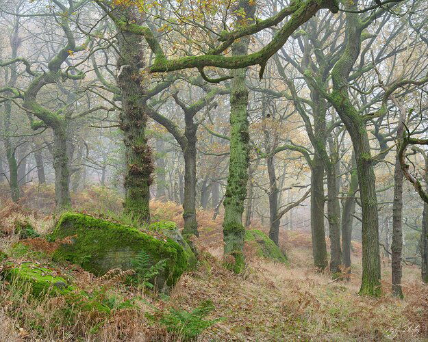 Misty woods in Peak District