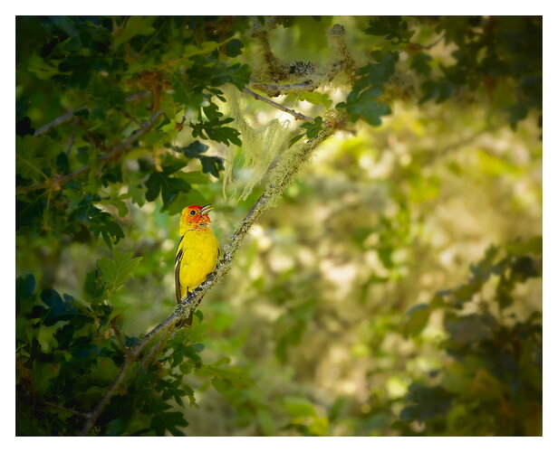 Original - Western Tanager-2-NPN.jpg