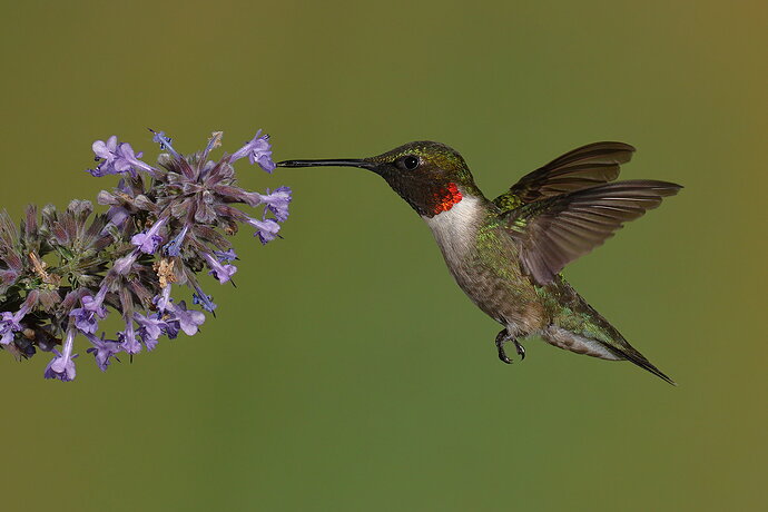 Ruby-throated Hummingbird 109.jpg