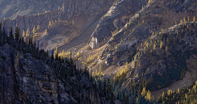 Larches Morning Light-0391 (1) copy