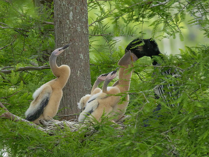 Anhinga 3.jpg