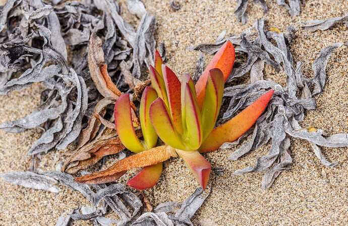 Baby Iceplant