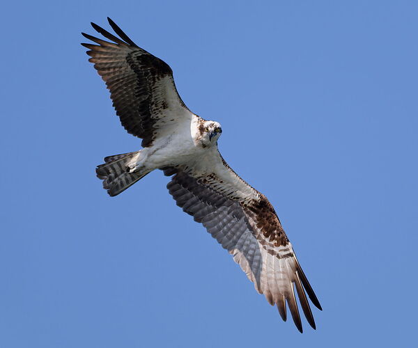 DSC_4534_DxO.jpg