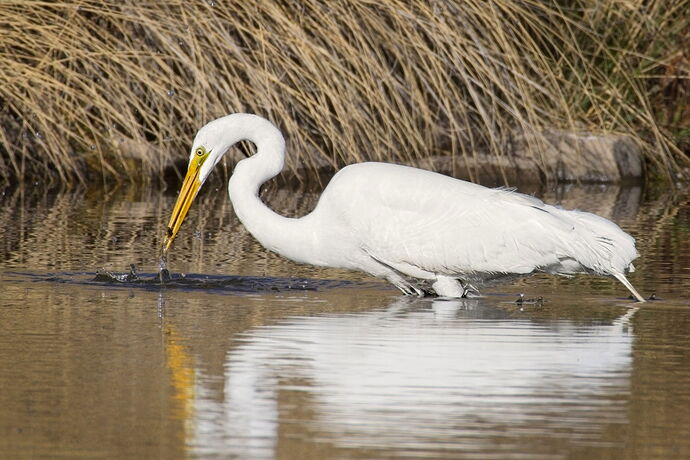 bird-_12A9578