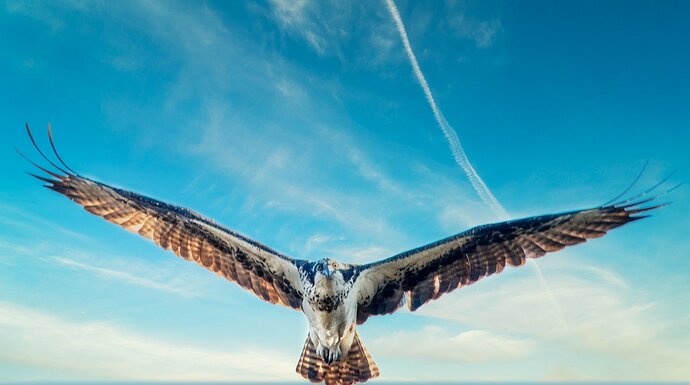 Osprey in Flight