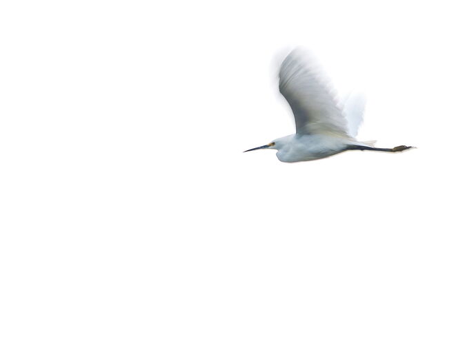 dcampbell-great-egret-icm-riverbend-2025-fb.jpg