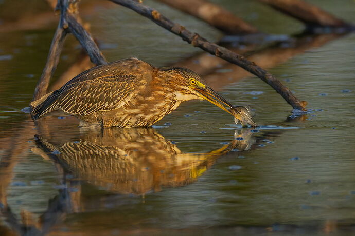 Green Heron 96.jpg