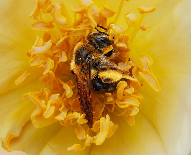 Dreaming in yellow