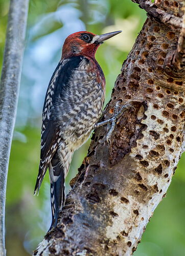 sapsucker 2  copy 45678.jpg