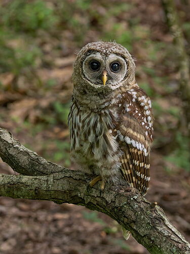 Barred Owl 10.jpg