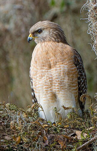 Red Shouldered Hawk #874