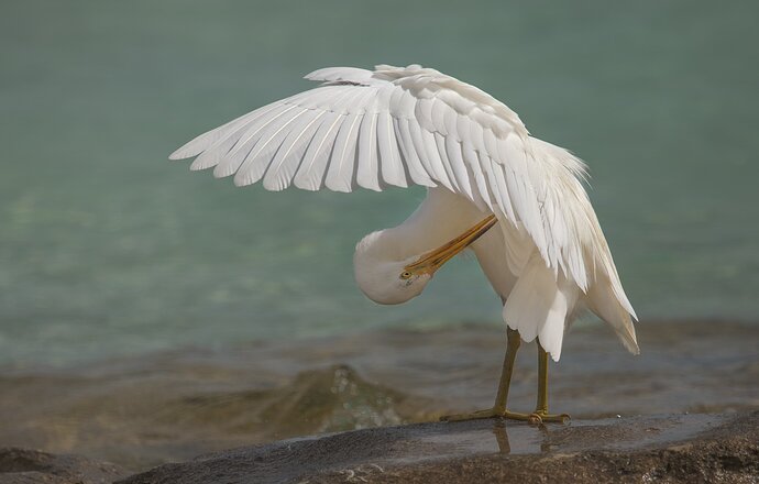 Reef Heron