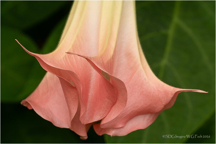 Trumpet-Sound-69407A7r3-26.jpg
