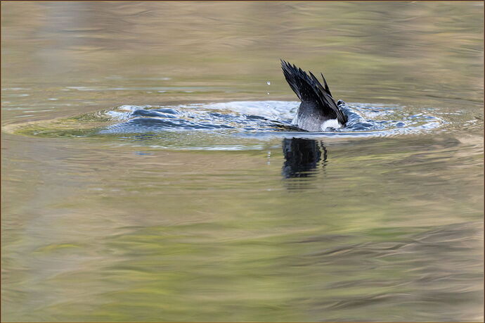 -20260206-_SA16764-McLane Creek-DxO_DeepPRIME 3-Edit