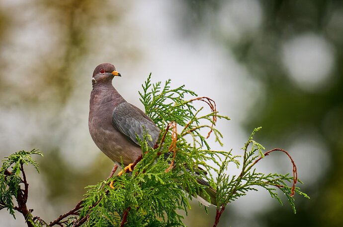 Band Tailed Pigeon