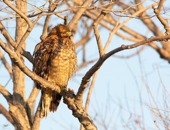 -20200207-_7D21599-Sacramento NWR-Edit