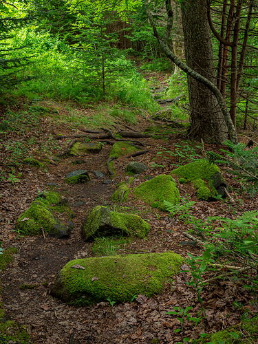 Following the Trail.jpg