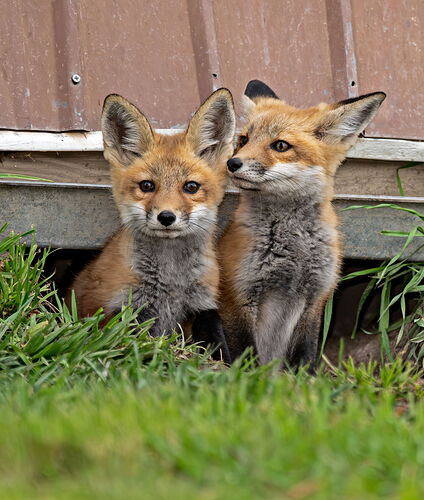 RedFoxKits1Curves