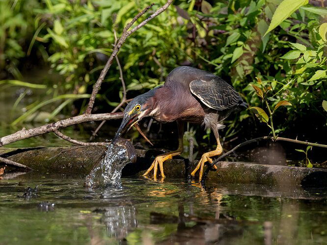 green heron 1