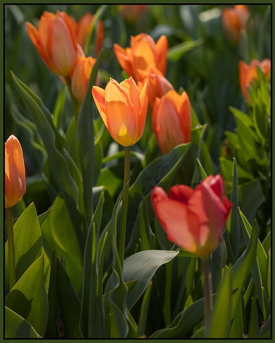 Flower3-NPN.jpg