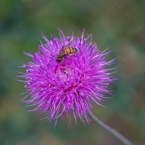 thistle-bee-DSC_6843