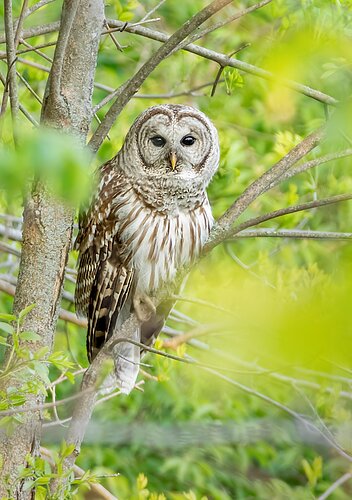 Barred Owl Again