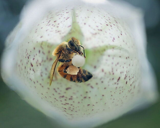 The-BellringerFINALLY