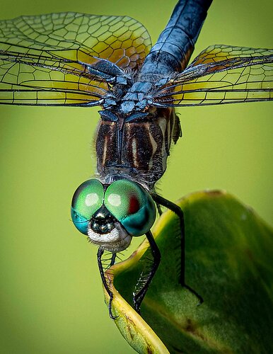 Dragonfly bug eyes