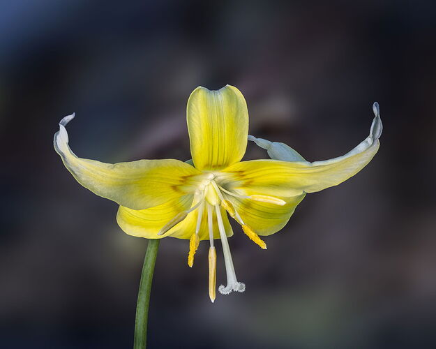 2026-03-20-14.14.50 ZS DMap-Edit.jpg