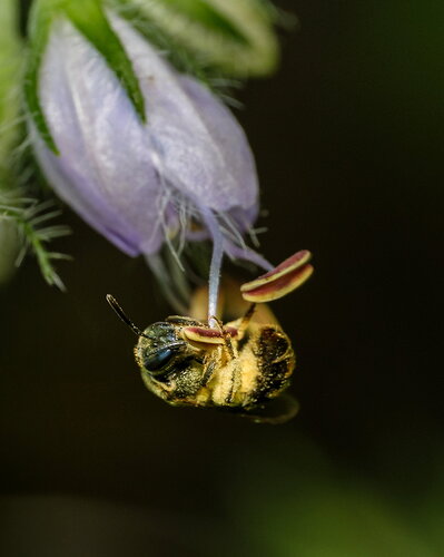 Wee bee in pollen blanket