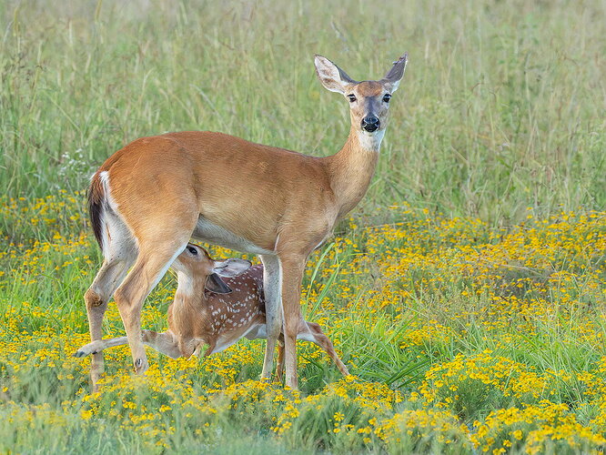 Revision 1 - White-tailed deer 42.jpg