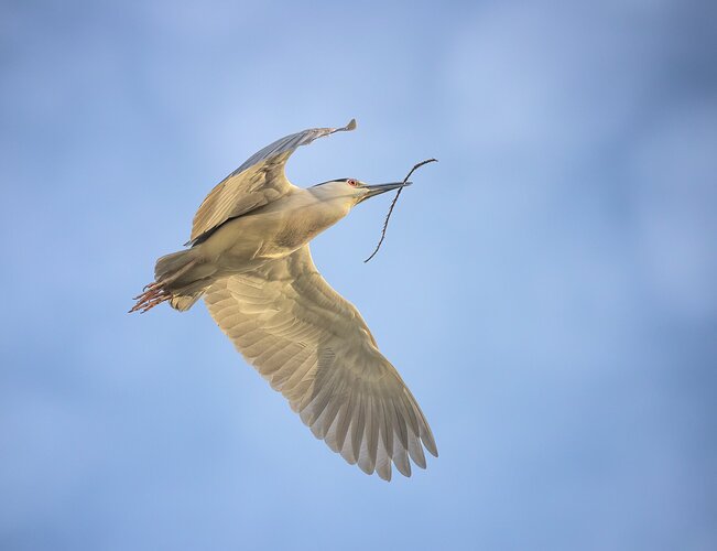 Black-crowned Night Heron with nesting material