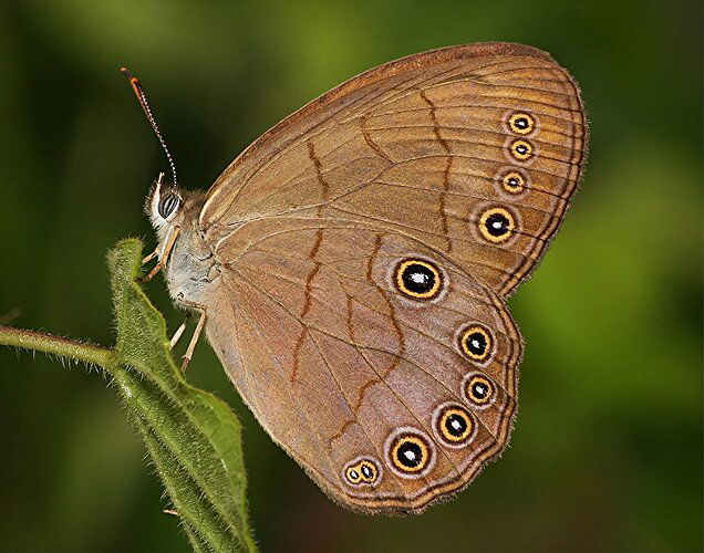 Appalachian Brown - NPN