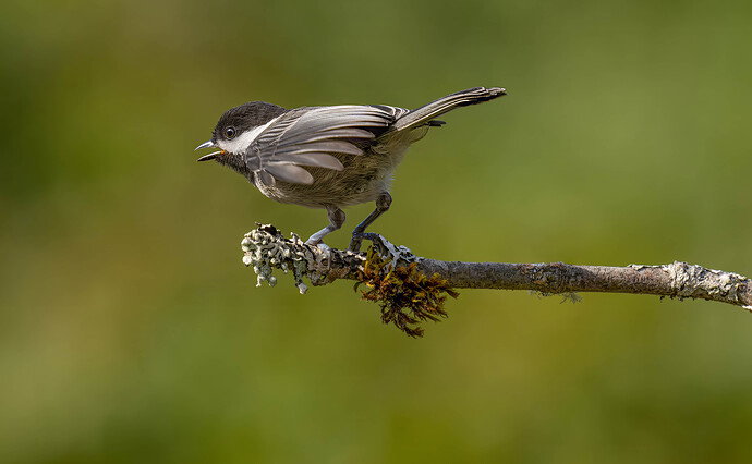 A black capped chickade