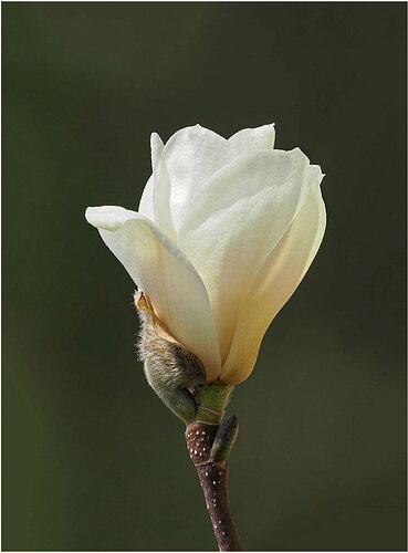 Magnolia-despotted