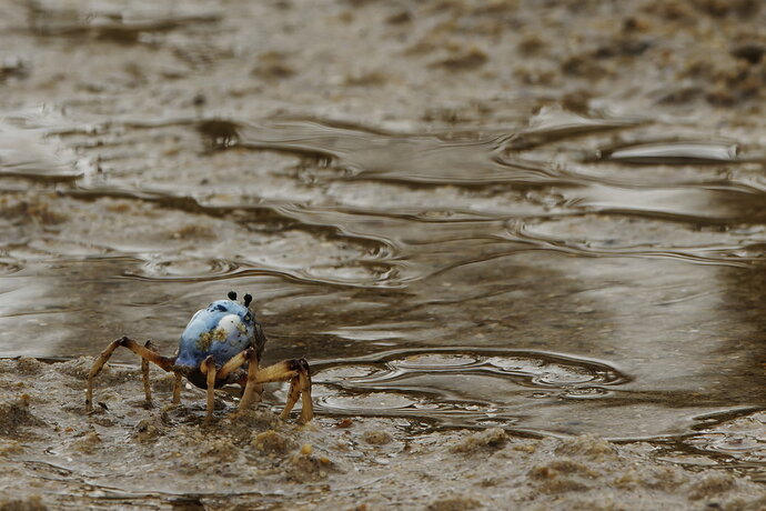 _MG_4172_Coochie Soldier Crabs S.jpg