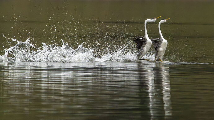 Grebes Rushing.jpg