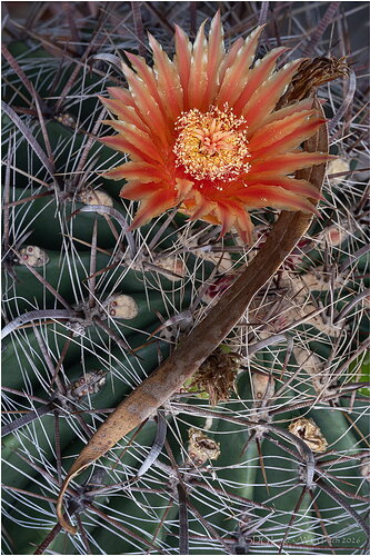 Original - Prickly-Apostrophe-79359A7r3-26.jpg