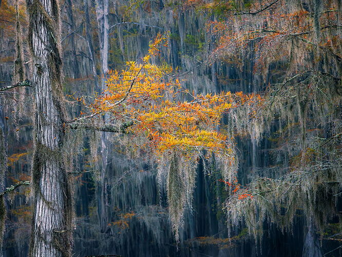 dcampbell-leaves-caddo-lake-tx-2025-npc.jpg
