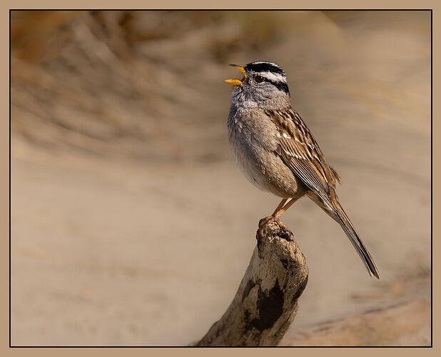 White-crowned Sparrow-NPN.jpg