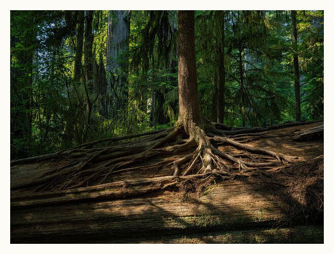 Redwood Trunk on Trunk