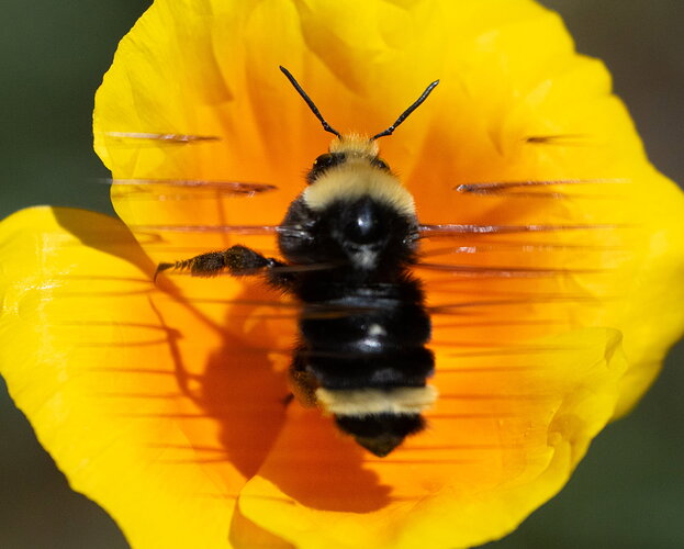-20260621-_7R57938-Poppy Bees