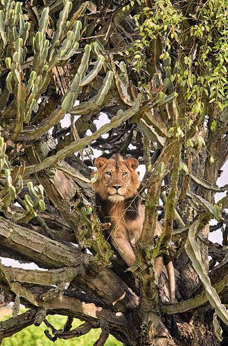 Crown of Thorns