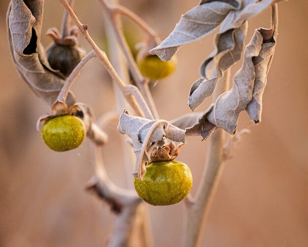 Horse Nettle