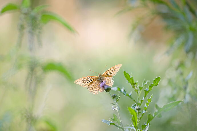 2025-08-15-GGS_2018_edited