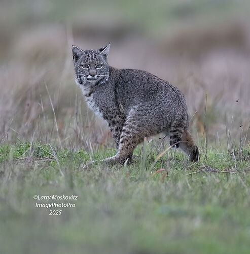 Bobcat_Pt_Reyes_7979 copy.jpg